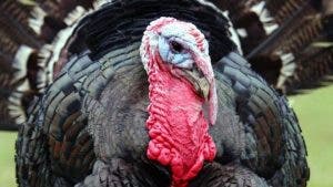 Thanksgiving: el poco conocido origen mexicano del pavo que se come en Acción de Gracias en Estados Unidos