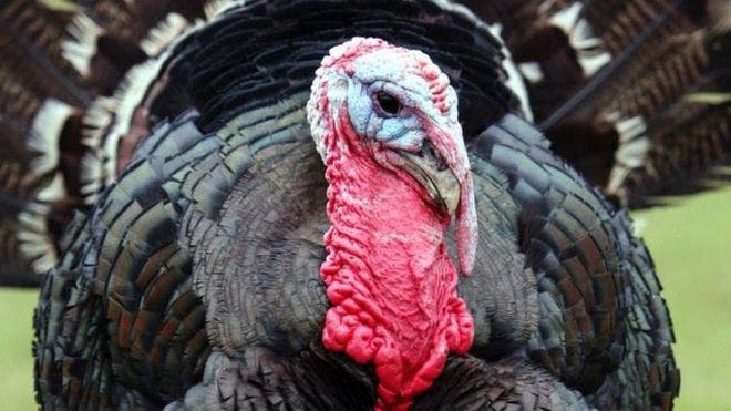 Thanksgiving: el poco conocido origen mexicano del pavo que se come en Acción de Gracias en Estados Unidos