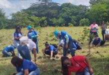 Más de 1 millón  árboles fueron plantados