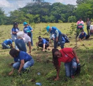 Más de 1 millón  árboles fueron plantados