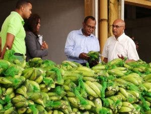 Agricultura, Merca e Inespre aseguran hay plátanos y a bajos precios en el país