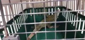 Iguana verde, una especie invasora que compite con las iguanas endémicas de RD