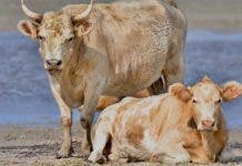 Las vacas que se llevó el huracán Dorian y aparecieron vivas meses después