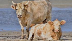 Las vacas que se llevó el huracán Dorian y aparecieron vivas meses después