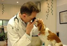 Centros veterinarios públicos brillan por su ausencia en el país