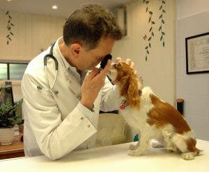 Centros veterinarios públicos brillan por su ausencia en el país