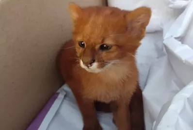 Mujer adopta un puma creyendo que era un gatito