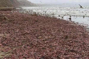 Millares de peces se posan en playa de California