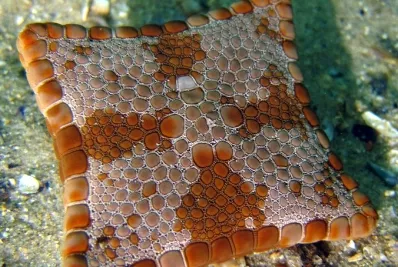 Estrella de mar cuadrada no tienen brazos