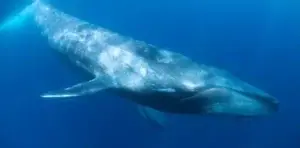 El tamaño de las ballenas está limitado por su alimentación