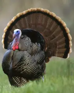 Pavo doméstico es un ave ligada a la Navidad desde época de la Colonia