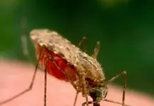 Salud Pública reporta 7 casos de malaria; refuerza acciones para controlar enfermedad