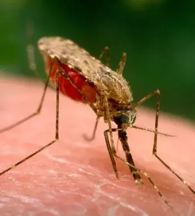 Salud Pública reporta 7 casos de malaria; refuerza acciones para controlar enfermedad