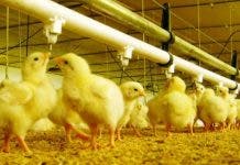 Las granjas de pollos serán repobladas tras Newcastle