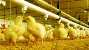 Gobierno autorizará la libre importación de pollo