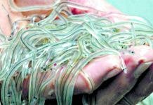 Pesca de anguila genera dinero extra a familias