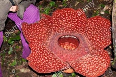 Una flor gigante es descubierta en Indonesia