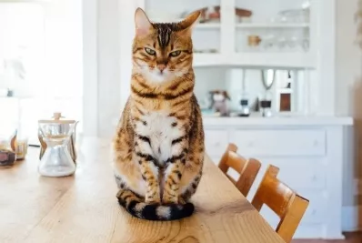 Gatos disfrutan la carne humana como un manjar