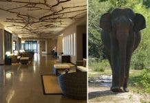 Elefante pasea por lobby hotel en Sri Lanka