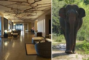 Elefante pasea por lobby hotel en Sri Lanka