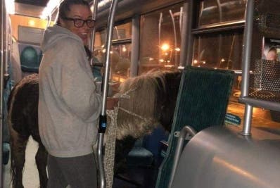Un caballo toma el autobús para volver a casa