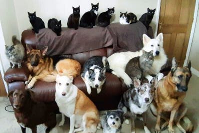 Logra la foto familiar de sus 17 gatos y perros
