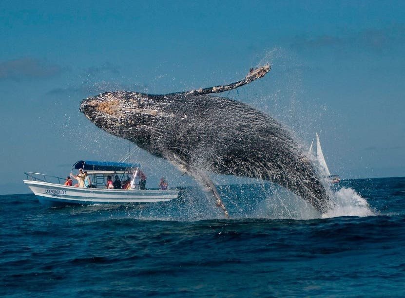 El retozar de las ballenas en la bahía de Samaná, un espectáculo natural