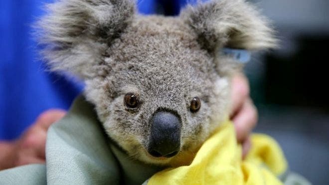 Incendios en Australia: los millones de koalas y otros animales que han resultado afectados
