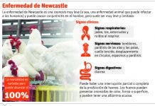 Pollos deben vacunarse al segundo día de nacer