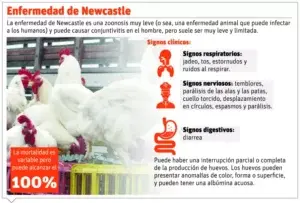 Pollos deben vacunarse al segundo día de nacer