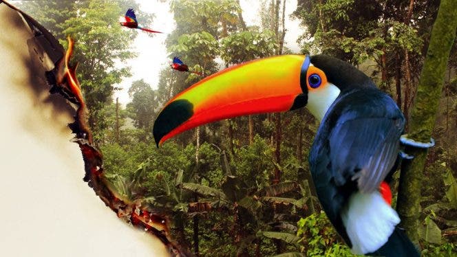 «La gran mentira verde»: cómo la pérdida del Amazonas va mucho más allá de la deforestación