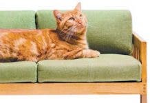 Lanzan una línea de muebles para los gatos