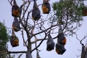 Murciélagos causan caos en ciudad Asutralia