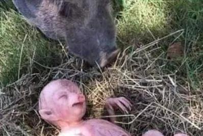 Hombre halla un cerdito parecido a un humano