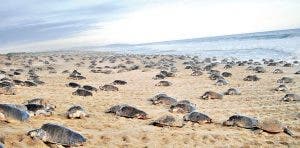 Las tortugas son perturbadas por las luminarias artificiales