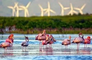 Las aves acuáticas son indicadoras de la calidad del agua de humedales