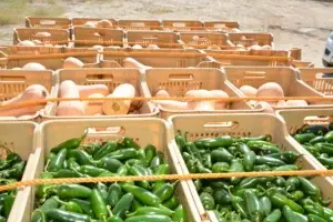 En Duvergé inician exportación de vegetales y frutas a Estados Unidos