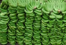 Productores dominicanos de banano y cacao piden a la UE cambios en las normas sobre orgánicos