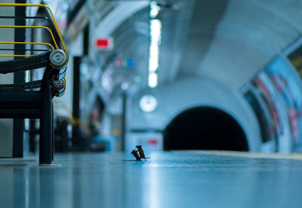 La sorprendente imagen de dos ratones peleando en el metro que ganó el voto popular en un concurso de fotografía de vida silvestre