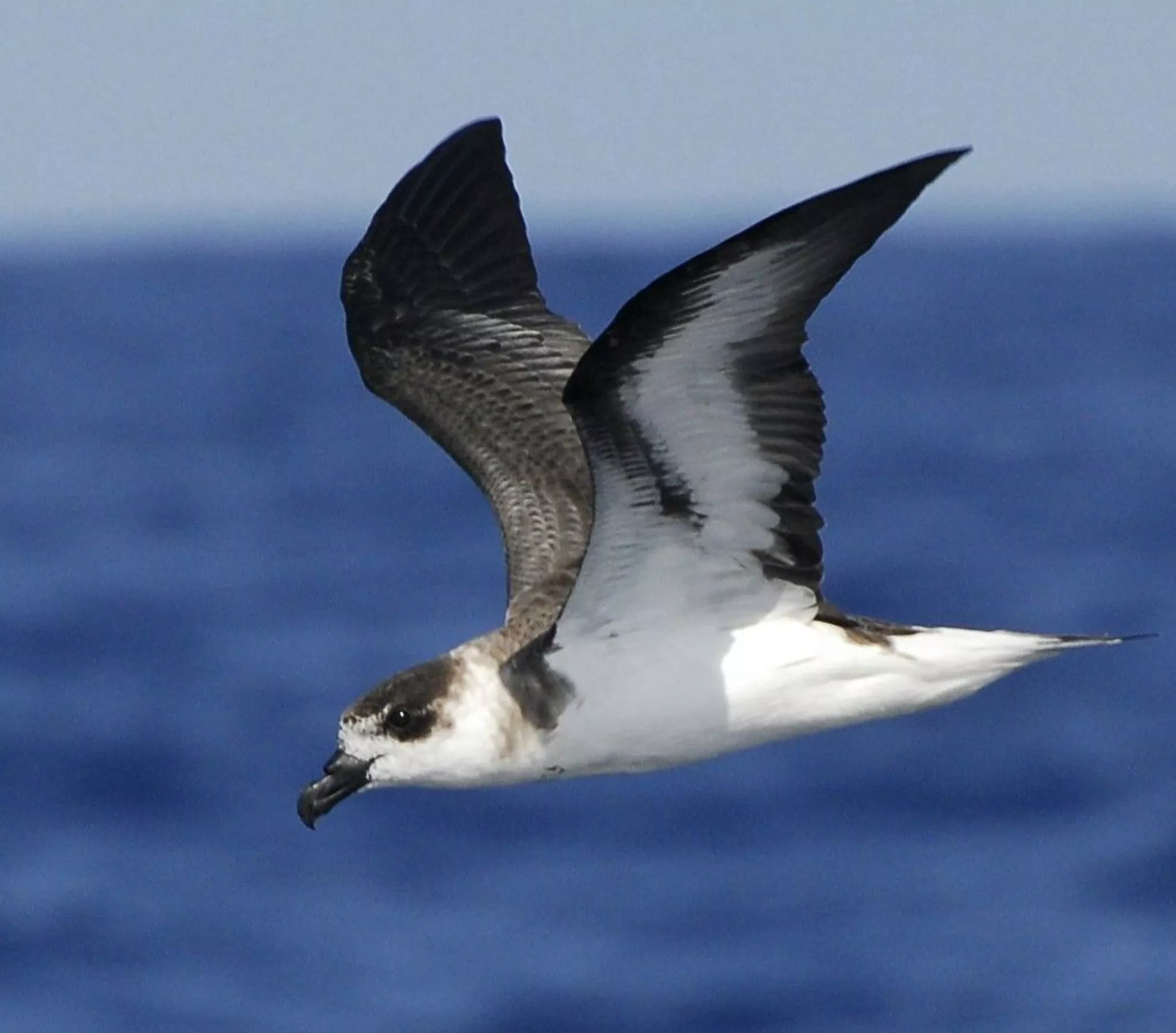 En el país hay más de 40 aves amenazadas