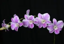 Orquídeas ratoncitos, únicas en su género con fragancia