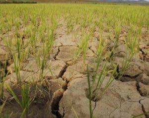 Advierten El Niño favorecerá sequías más severas y picos de calor