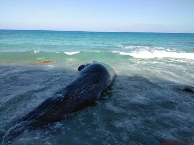 Muere ballena que tenía varios días varada en Paraíso, Barahona