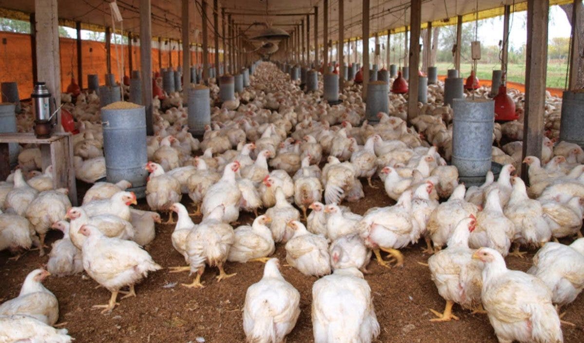 Confenagro propone prohibir importación de pollos y otros alimentos para apoyar producción nacional