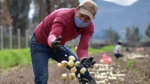 Comerciantes rechazan subasta de ajo convocada por Agricultura