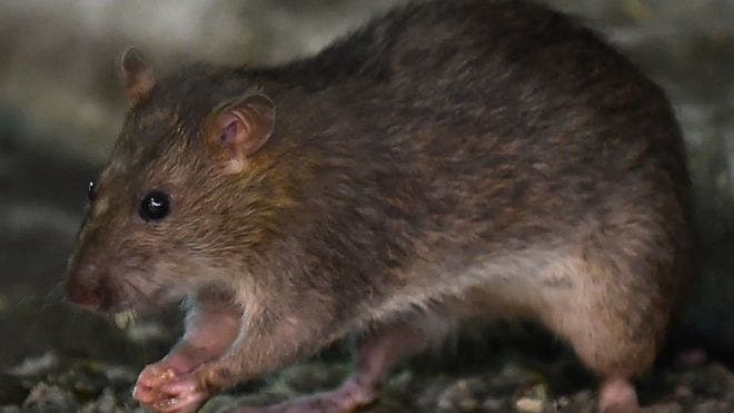 Coronavirus: por qué la pandemia está cambiando el comportamiento de las ratas