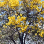 Roble amarillo, mejor indicador de primavera