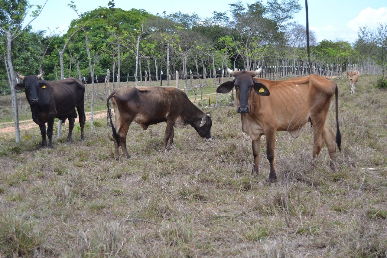 Sequía produce muerte de ganado en Hato Nuevo