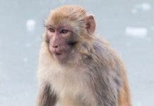 Vacuna contra el coronavirus: por qué el macaco rhesus es clave para combatir el covid-19