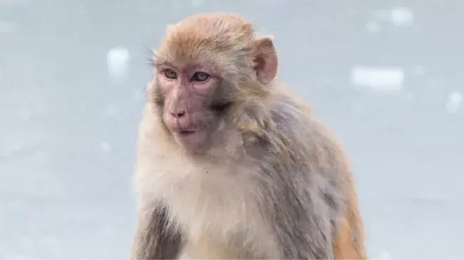 Vacuna contra el coronavirus: por qué el macaco rhesus es clave para combatir el covid-19